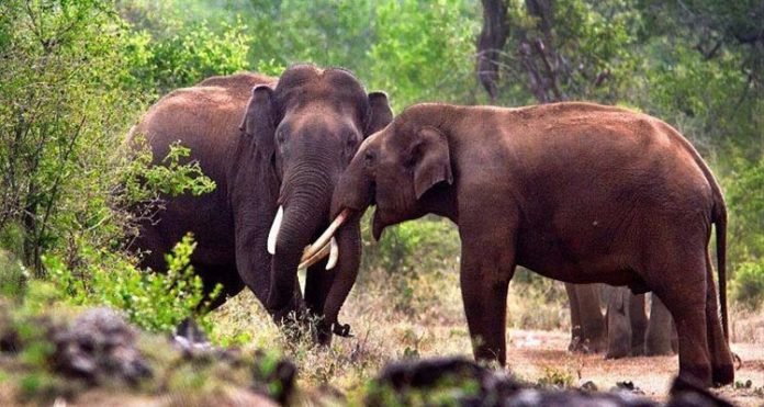 കാട്ടാനകളെ തുരത്താന്‍ മുതുമലയില്‍ നിന്നും കുങ്കിയാനകളെത്തി