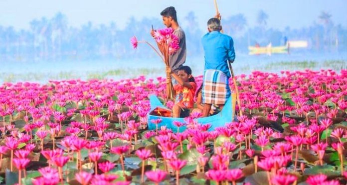 മലരിക്കല്‍ ആമ്പല്‍ ഫെസ്റ്റ് നിര്‍ത്തി വച്ചു