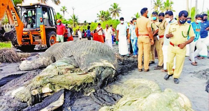 തിമിംഗലത്തിന്റെ ശരീരവശിഷ്‌ടങ്ങൾ തീരത്തടിഞ്ഞു