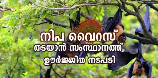 നിപ വൈറസ് തടയാൻ സംസ്ഥാനത്ത് ഊർജ്ജിത നടപടി