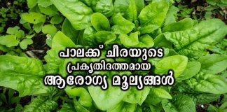 പാലക്ക് ചീരയുടെ പ്രകൃതിദത്തമായ ആരോഗ്യ മൂല്യങ്ങൾ