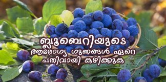 ബ്ലൂബെറിയുടെ ആരോഗ്യ ഗുണങ്ങൾ ഏറെ; പതിവായി കഴിക്കുന്നത് കൊഴുപ്പിനെ നിയന്ത്രിക്കും