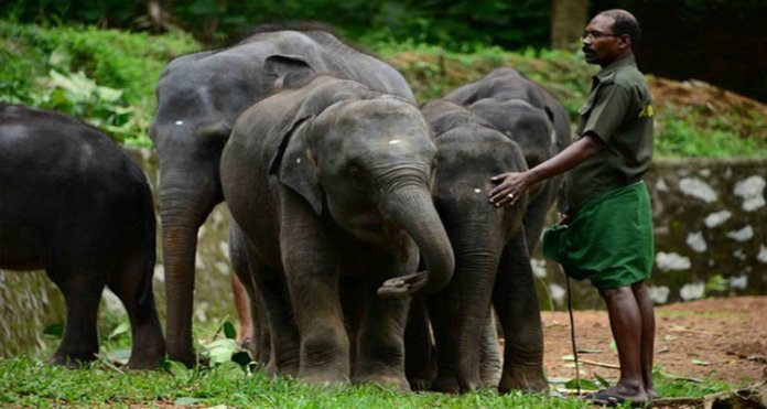 ആനപുനരധിവാസ കേന്ദ്രത്തില്‍ സന്ദര്‍ശകര്‍ക്ക് പ്രവേശനം ; ഒക്ടോബര്‍ 14 മുതല്‍