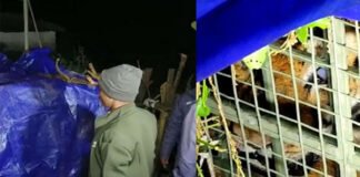 കടുവയെ കാട്ടിൽ തുറന്നു വിട്ടു