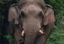 പാലക്കാട് വനംവകുപ്പ് ജീവനക്കാരൻ കാട്ടാന ആക്രമണത്തിൽ മരിച്ചു; കടുവ സെൻസസിനിടെ ദുരന്തം