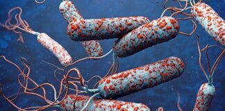 വയനാട് പനമരം കൂളിവയൽ ആദിവാസി ഉന്നതിയിൽ കോളറ പടരുന്നു; ഒരു മരണം