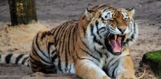 വയനാട്ടില് കടുവ ആക്രമണം; ആദിവാസി വയോധികന് കൊല്ലപ്പെട്ടു