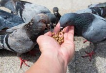 പ്രാവുകൾക്ക് പൊതുസ്ഥലങ്ങളിൽ തീറ്റ കൊടുക്കുന്നത് നിരോധിക്കാനൊരുങ്ങി കർണാടക