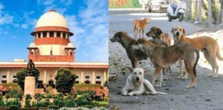‘കടിക്കാതിരിക്കാൻ തെരുവുനായ്ക്കൾക്ക് കൗൺസിലിങ് നൽകണം, അതേ ബാക്കിയുള്ളു’; മൃഗസ്നേഹികൾക്ക് പരിഹാസം